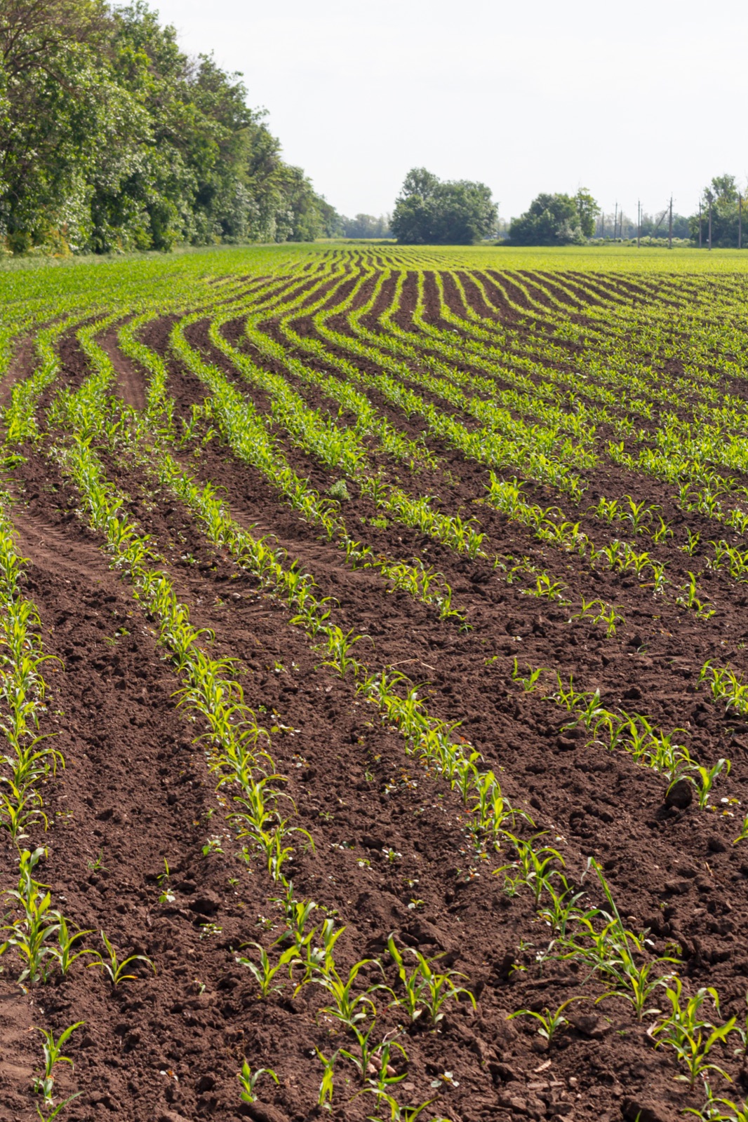 Ackerfläche mit Feldweg