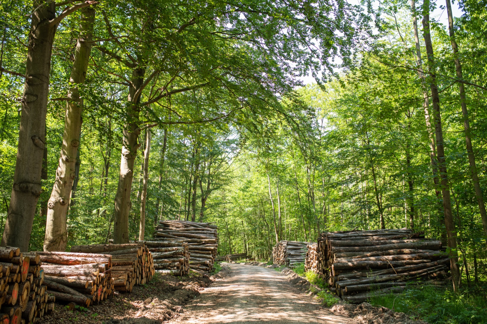 Wald und Forst