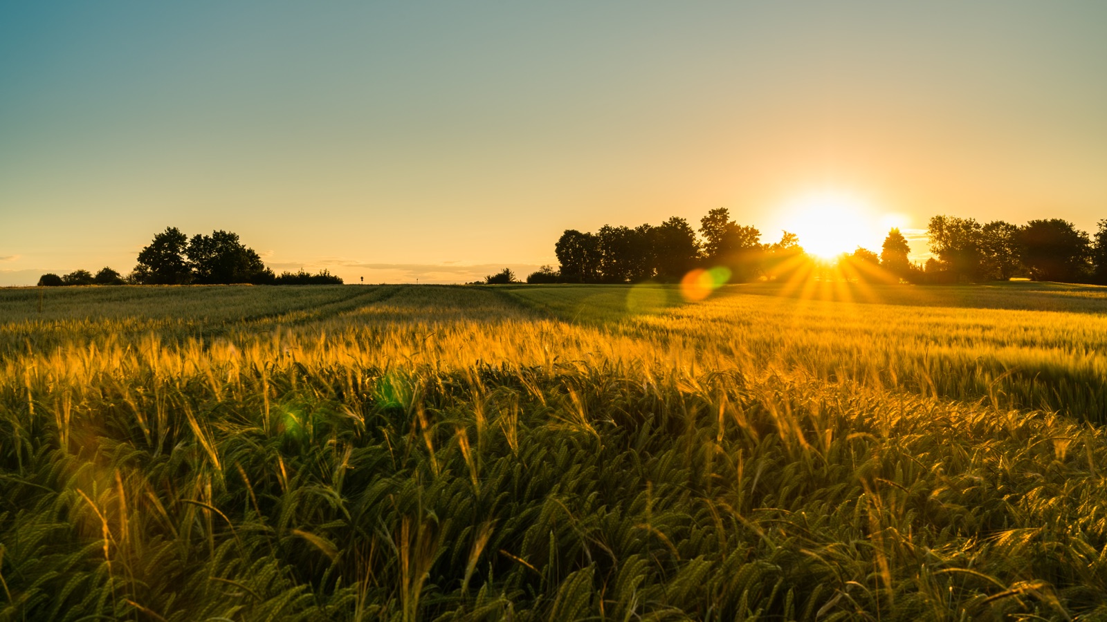 Goldenes Getreidefeld bei Sonnenuntergang