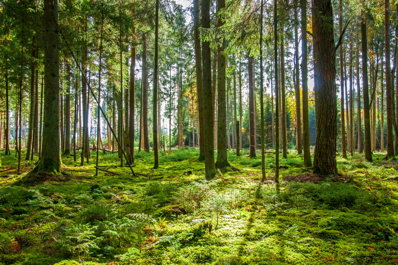 Sonnendurchfluteter Wald
