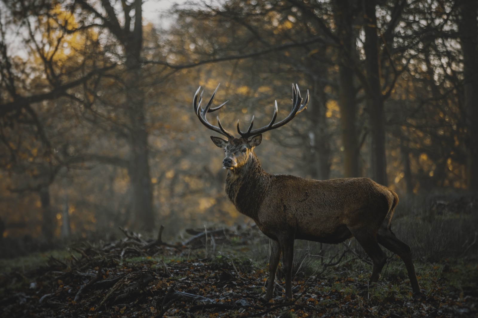Hirsch im nebligen Wald