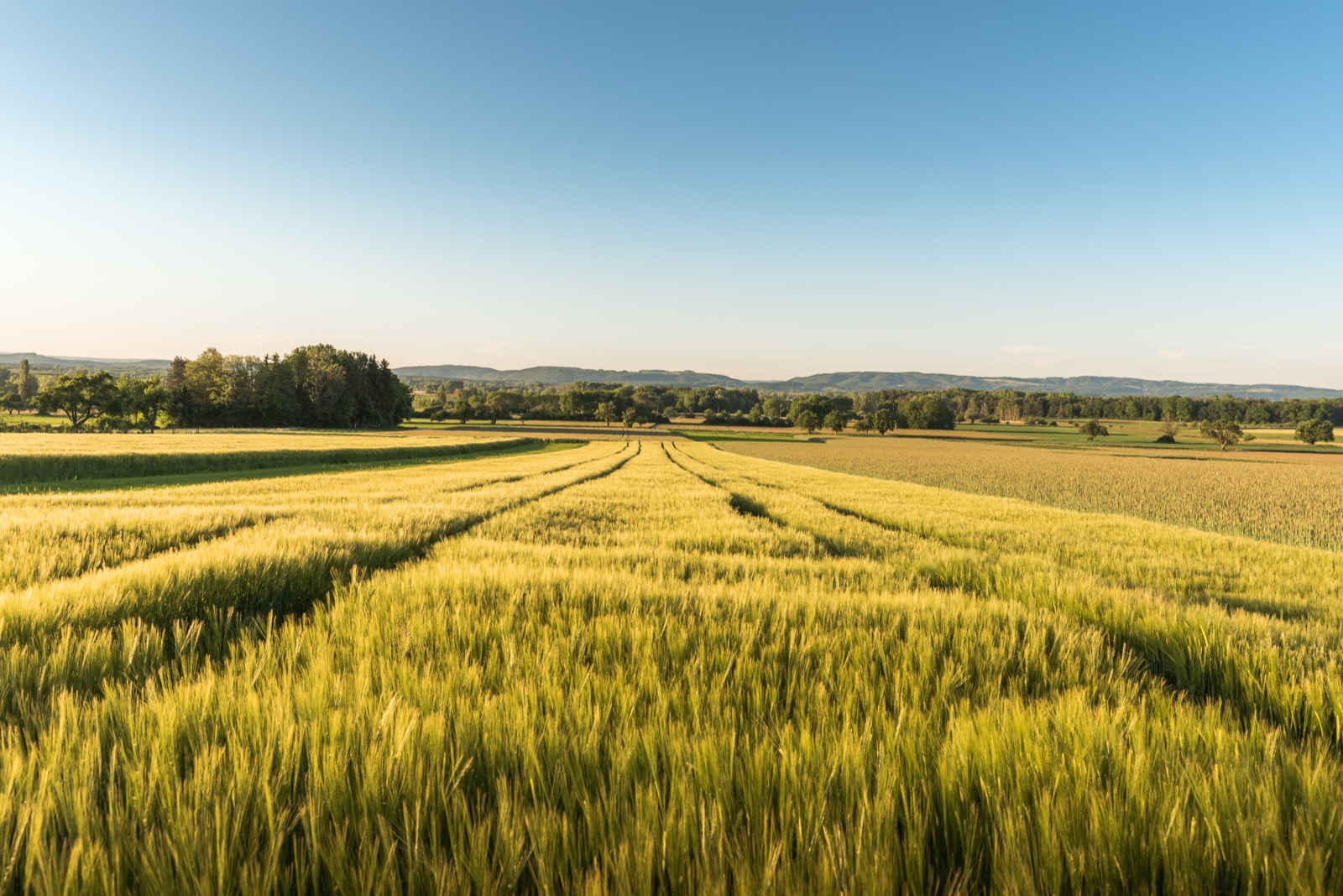 Ackerland im Morgenlicht